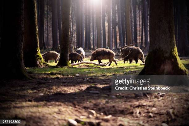 boars in a forest. - wild hog stock pictures, royalty-free photos & images