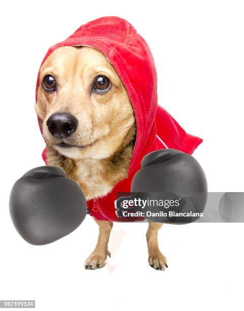 fighter dog - funny boxing bildbanksfoton och bilder