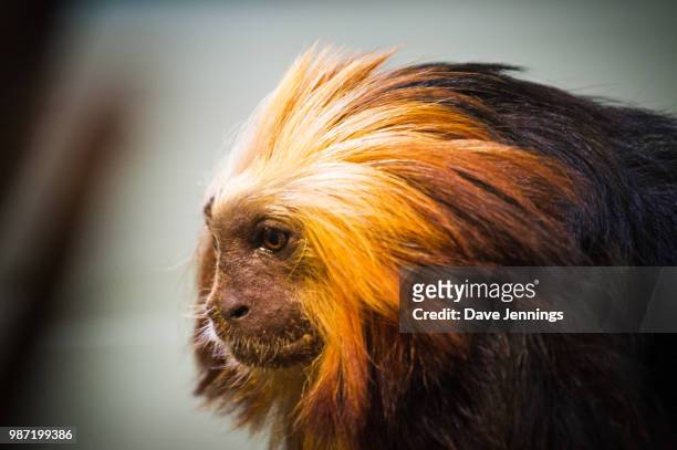 golden-headed lion tamarin - lion tamarin stock-fotos und bilder