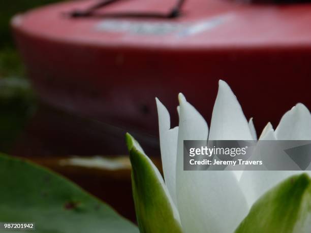 lillyboat - jeremy chan stock pictures, royalty-free photos & images