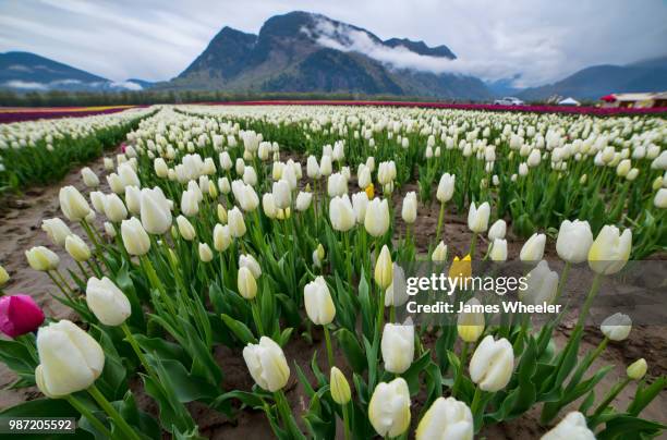 white tulips - wheeler fields stock pictures, royalty-free photos & images