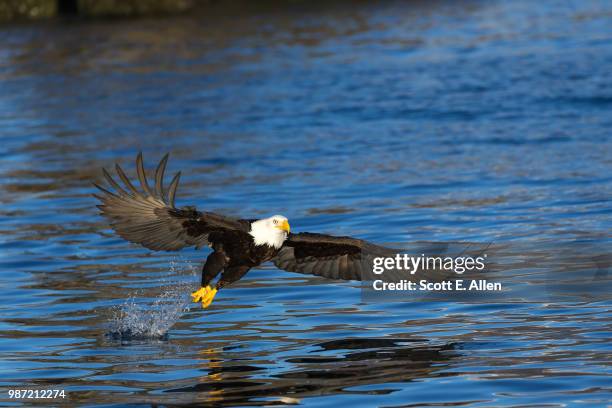 a bald eagle hunting for fish in kachemak bay, alaska. - kachemak bay - fotografias e filmes do acervo