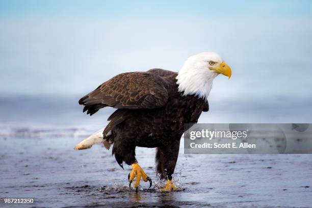 a bald eagle in kachemak bay, alaska. - kachemak bay stock pictures, royalty-free photos & images
