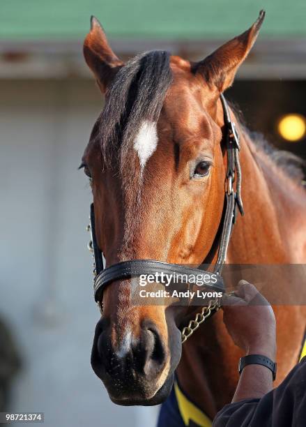 Lookin at Lucky is pictured during the morning workouts for the Kentucky Derby at Churchill Downs on April 28, 2010 in Louisville, Kentucky.