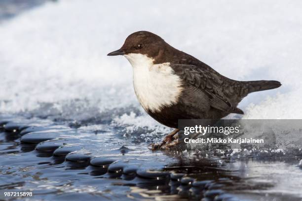 dipper on the edge - cinclus cinclus stock pictures, royalty-free photos & images