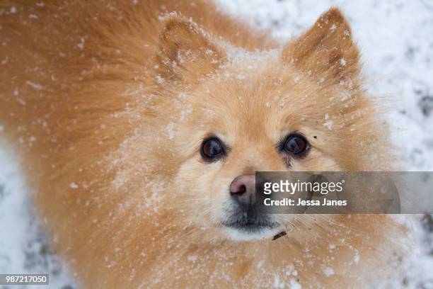 pom in the snow - jessa stock-fotos und bilder