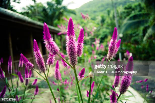 flowering plant - cilla stockfoto's en -beelden