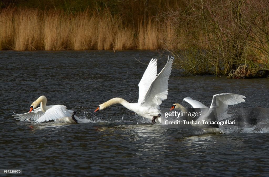Excited swans