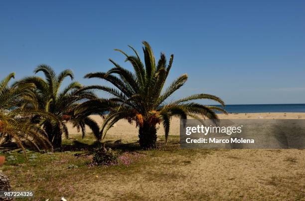 palme beach italy - palme fotografías e imágenes de stock