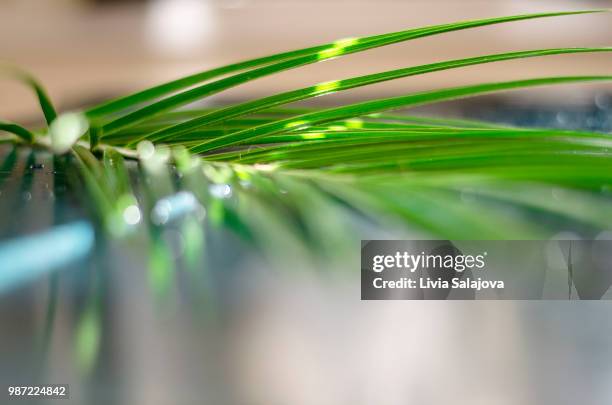palm sunday - palmsonntag stock-fotos und bilder