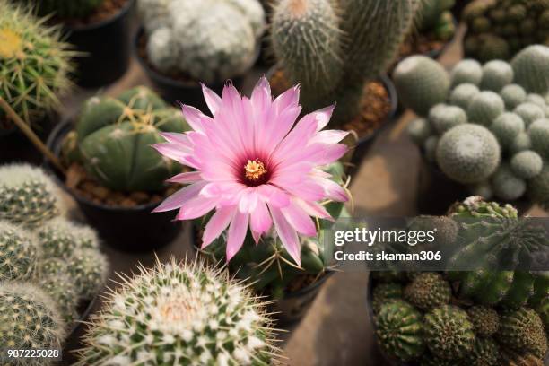 flower of lobivia cactus - cactus flower stock pictures, royalty-free photos & images