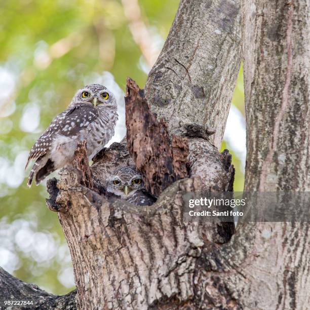 couple spotted owlet (athene brama) - brama stock pictures, royalty-free photos & images