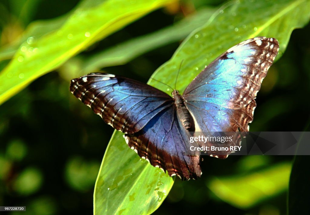 Blue Wings (Morpho helenor)