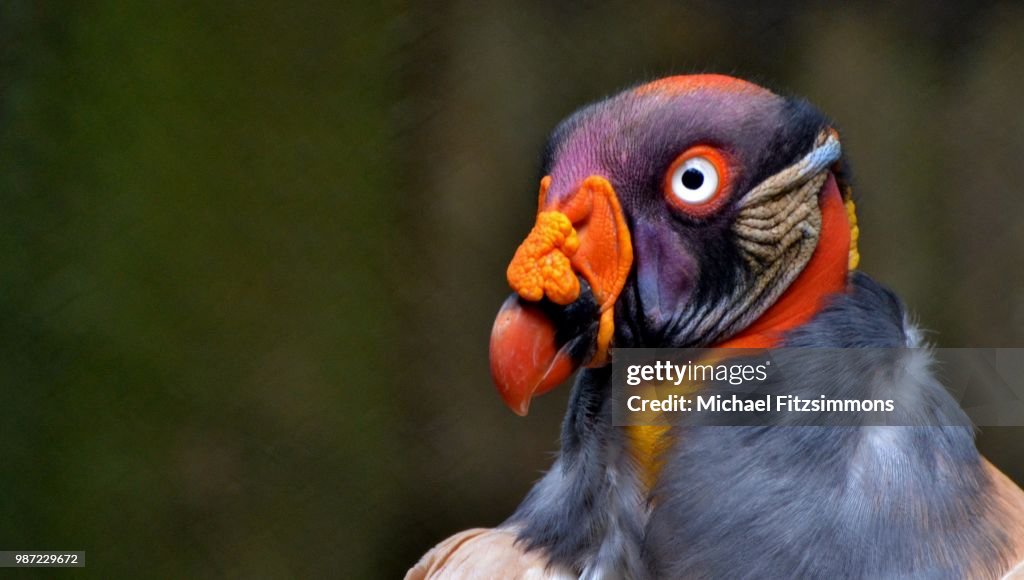 King Vulture