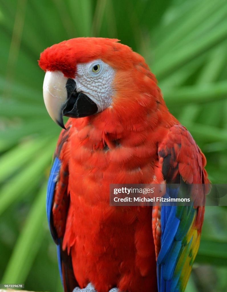Scarlet Macaw