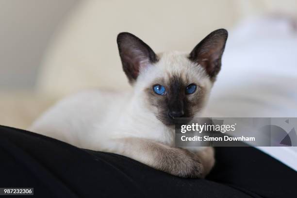 blue eyed benny - siamese cat stock pictures, royalty-free photos & images