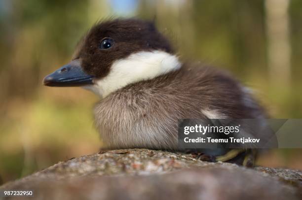 common goldeneye duckling - teemu tretjakov stock pictures, royalty-free photos & images