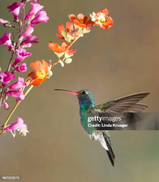 broad billed hummingbird - broad billed hummingbird stock pictures, royalty-free photos & images