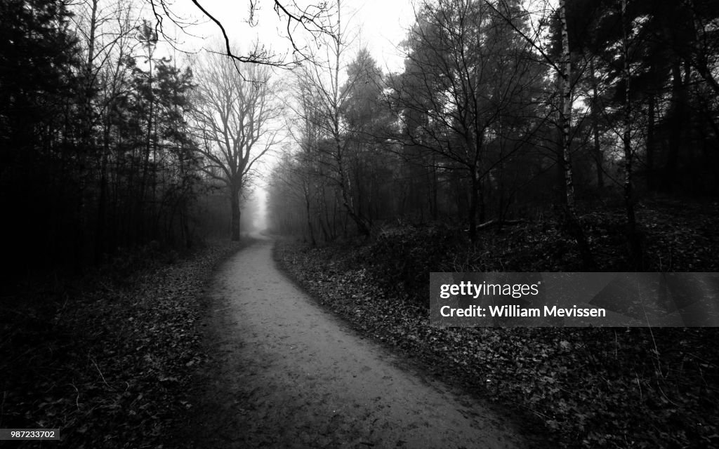 Misty Forest Lane 'B&W'