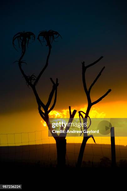 farm aloe - andrew eldritch imagens e fotografias de stock