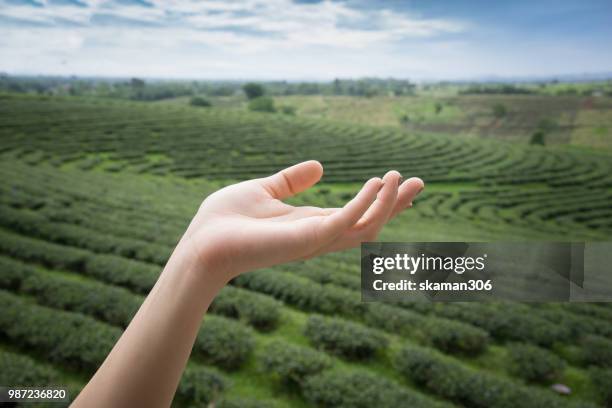 Hand Multiple Angle Hand Multiple Angles Photos and Premium High Res Pictures - Getty Images