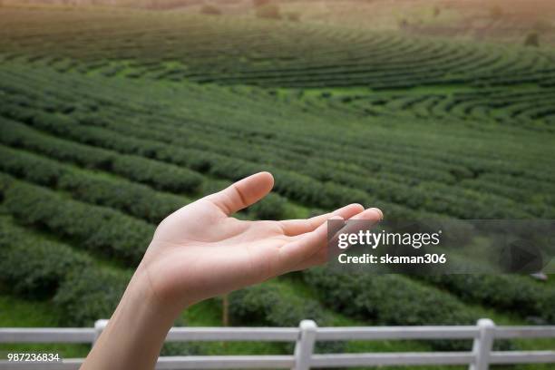 Hand Multiple Angle Hand Multiple Angles Photos and Premium High Res Pictures - Getty Images