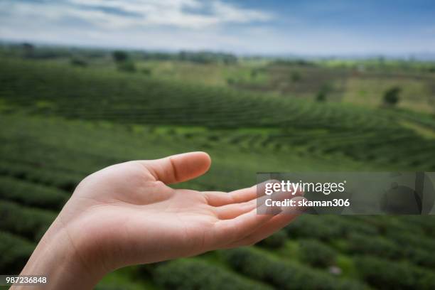 Hand Multiple Angle Hand Multiple Angles Photos and Premium High Res Pictures - Getty Images