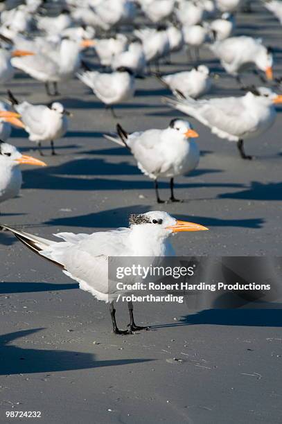 royal tern birds on beach, sanibel island, gulf coast, florida, united states of america, north america - royal tern fotografías e imágenes de stock