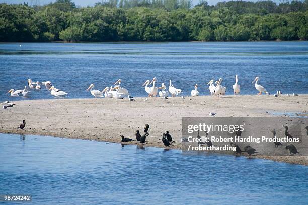 j.n. "ding" darling wildlife reserve, sanibel island, gulf coast, florida, united states of america, north america - north texas v florida atlantic stock pictures, royalty-free photos & images