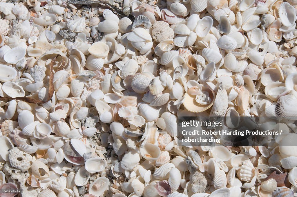 Beach covered in shells, Captiva Island, Gulf Coast, Florida, United States of America, North America