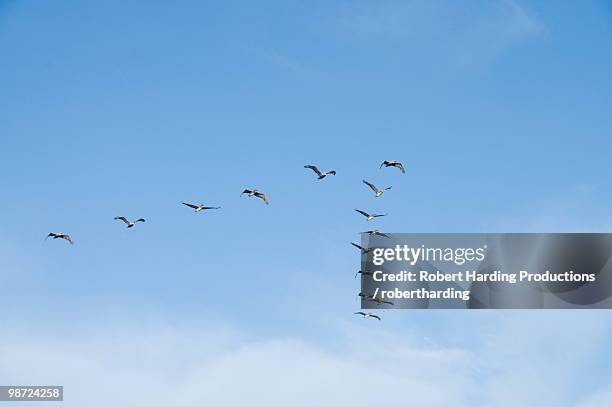 pelicans in flight, sanibel island, gulf coast, florida, united states of america, north america - north texas v florida atlantic stock pictures, royalty-free photos & images