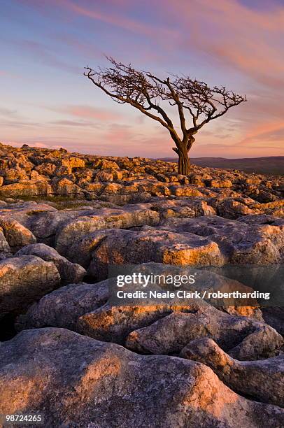 twisted tree, twistleton scar end, ingleton, yorkshire dales national park, england, united kingdom - limestone pavement - fotografias e filmes do acervo