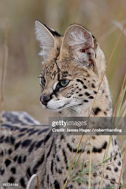 serval (felis serval), masai mara national reserve, kenya, east africa, africa - serval cat stock pictures, royalty-free photos & images