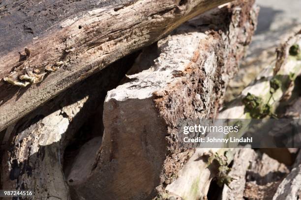 wood on wood - vascular tissue stock pictures, royalty-free photos & images