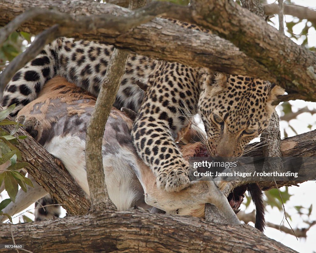 Leopard (Panthera pardus) with male Thomson's gazelle (Gazella thomsonii), Masai Mara National Reserve, Kenya, Africa