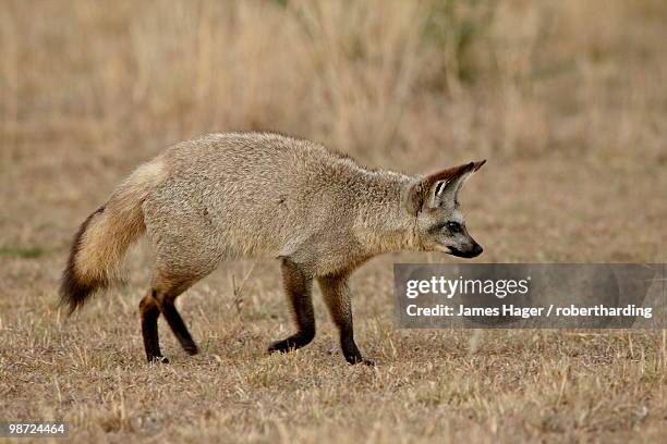 bat-eared fox (otocyon megalotis), masai mara national reserve, kenya, east africa, africa - bat eared fox stock pictures, royalty-free photos & images