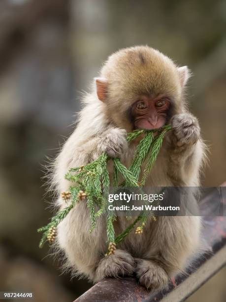 japanese snow monkeys - warburton stock pictures, royalty-free photos & images