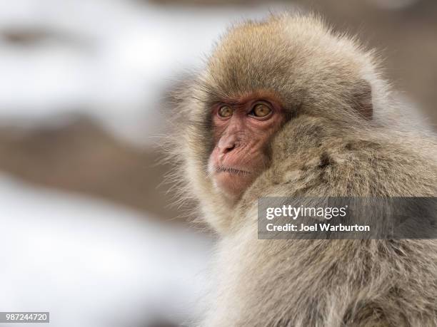 japanese snow monkeys - warburton stock pictures, royalty-free photos & images