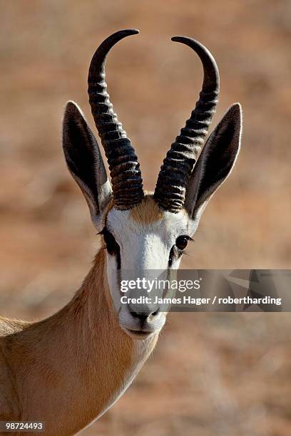 Springbok Rear 3,317 Springbok Head Stock Photos, High-Res Pictures, and Images ...
