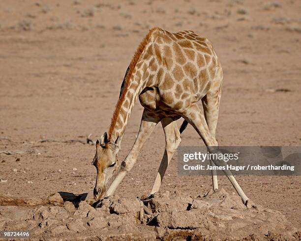 cape giraffe (giraffa camelopardalis giraffa) drinking, kgalagadi transfrontier park, south africa - southern giraffe stock pictures, royalty-free photos & images