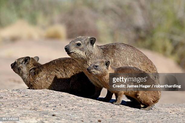 rock hyrax (rock dassie) (procavia capensis) mother and young, augrabies falls national park, south africa, africa - rock hyrax stock pictures, royalty-free photos & images