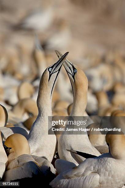 cape gannet (morus capensis) pair necking, bird island, lambert's bay, south africa, africa - necking stock-fotos und bilder