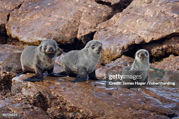 three cape fur seal (south african fur seal) (arctocephalus pusillus) pups, elands bay, south africa, africa - seal bay fotografías e imágenes de stock