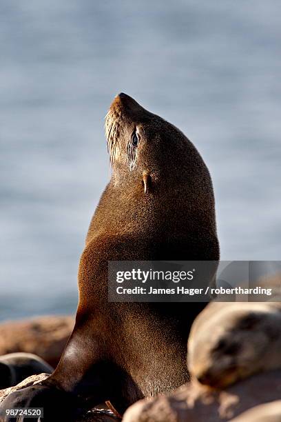 cape fur seal (south african fur seal) (arctocephalus pusillus), elands bay, south africa, africa - seal bay stock pictures, royalty-free photos & images