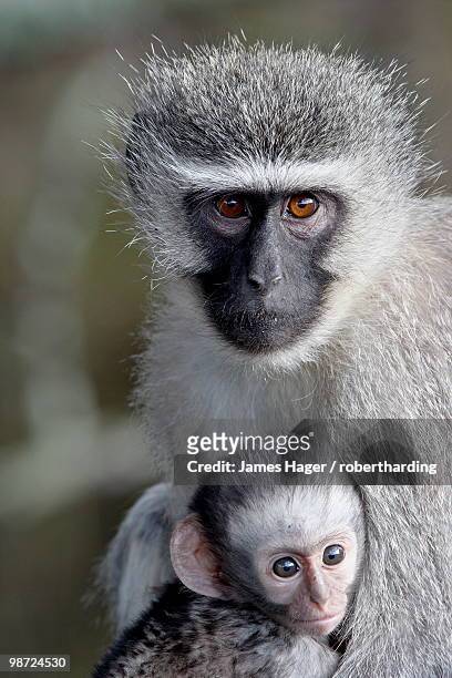 vervet monkey (chlorocebus aethiops) mother and infant, mountain zebra national park, south africa, africa - mountain zebra national park stock-fotos und bilder