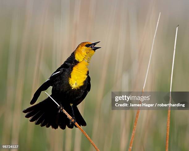male yellow-headed blackbird (xanthocephalus xanthocephalus), bear river migratory bird refuge, utah, united states of america - xanthocephalus stock pictures, royalty-free photos & images