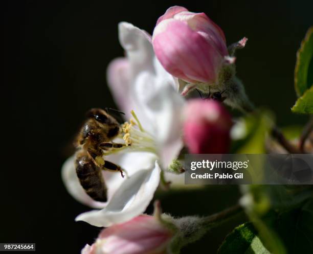 abeja - abeja stock pictures, royalty-free photos & images