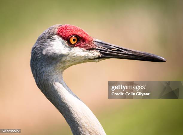 sandhill crane - sandhill stock pictures, royalty-free photos & images