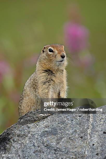 arctic ground squirrel (parka squirrel) (citellus parryi), hatcher pass, alaska, united states of america, north america - south central alaska stock pictures, royalty-free photos & images