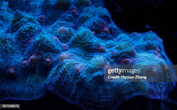 blue brain coral underwater. - brain coral 個照片及圖片檔